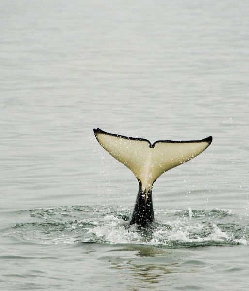 USA, Alaska, Inside Passage Tail of diving orca